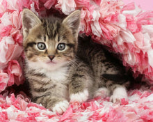 Kit Pintar por Números  "Acrílico 40x50" Con Bastidor.